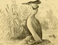 An illustration from The field book : or, Sports and pastimes of the United kingdom ; compiled from the best authorities, ancient and modern (1833)