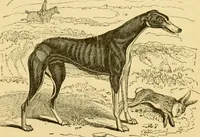 An illustration from The field book : or, Sports and pastimes of the United kingdom ; compiled from the best authorities, ancient and modern (1833)