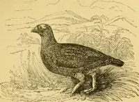 An illustration from The field book : or, Sports and pastimes of the United kingdom ; compiled from the best authorities, ancient and modern (1833)