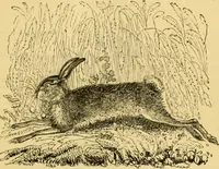An illustration from The field book : or, Sports and pastimes of the United kingdom ; compiled from the best authorities, ancient and modern (1833)