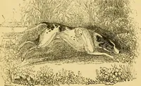 An illustration from The field book : or, Sports and pastimes of the United kingdom ; compiled from the best authorities, ancient and modern (1833)