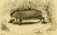 An illustration from The field book : or, Sports and pastimes of the United kingdom ; compiled from the best authorities, ancient and modern (1833)