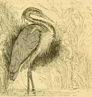 An illustration from The field book : or, Sports and pastimes of the United kingdom ; compiled from the best authorities, ancient and modern (1833)
