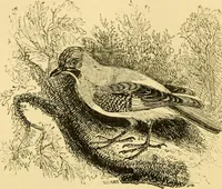 An illustration from The field book : or, Sports and pastimes of the United kingdom ; compiled from the best authorities, ancient and modern (1833)