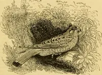 An illustration from The field book : or, Sports and pastimes of the United kingdom ; compiled from the best authorities, ancient and modern (1833)