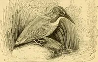 An illustration from The field book : or, Sports and pastimes of the United kingdom ; compiled from the best authorities, ancient and modern (1833)