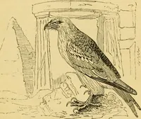 Picture 71 of 148 from The field book : or, Sports and pastimes of the United kingdom ; compiled from the best authorities, ancient and modern (1833), leaf 321