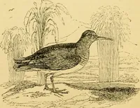 An illustration from The field book : or, Sports and pastimes of the United kingdom ; compiled from the best authorities, ancient and modern (1833)