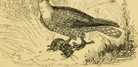 An illustration from The field book : or, Sports and pastimes of the United kingdom ; compiled from the best authorities, ancient and modern (1833)