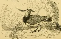 An illustration from The field book : or, Sports and pastimes of the United kingdom ; compiled from the best authorities, ancient and modern (1833)