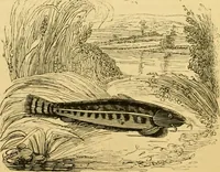 An illustration from The field book : or, Sports and pastimes of the United kingdom ; compiled from the best authorities, ancient and modern (1833)