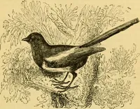 An illustration from The field book : or, Sports and pastimes of the United kingdom ; compiled from the best authorities, ancient and modern (1833)