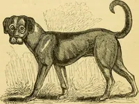 An illustration from The field book : or, Sports and pastimes of the United kingdom ; compiled from the best authorities, ancient and modern (1833)
