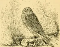 An illustration from The field book : or, Sports and pastimes of the United kingdom ; compiled from the best authorities, ancient and modern (1833)