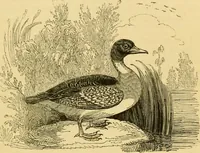 An illustration from The field book : or, Sports and pastimes of the United kingdom ; compiled from the best authorities, ancient and modern (1833)
