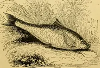 An illustration from The field book : or, Sports and pastimes of the United kingdom ; compiled from the best authorities, ancient and modern (1833)