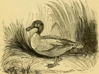 An illustration from The field book : or, Sports and pastimes of the United kingdom ; compiled from the best authorities, ancient and modern (1833)