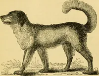 An illustration from The field book : or, Sports and pastimes of the United kingdom ; compiled from the best authorities, ancient and modern (1833)