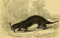 An illustration from The field book : or, Sports and pastimes of the United kingdom ; compiled from the best authorities, ancient and modern (1833)