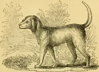 An illustration from The field book : or, Sports and pastimes of the United kingdom ; compiled from the best authorities, ancient and modern (1833)