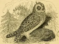 An illustration from The field book : or, Sports and pastimes of the United kingdom ; compiled from the best authorities, ancient and modern (1833)