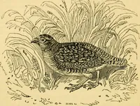 An illustration from The field book : or, Sports and pastimes of the United kingdom ; compiled from the best authorities, ancient and modern (1833)