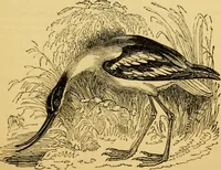 An illustration from The field book : or, Sports and pastimes of the United kingdom ; compiled from the best authorities, ancient and modern (1833)