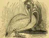 An illustration from The field book : or, Sports and pastimes of the United kingdom ; compiled from the best authorities, ancient and modern (1833)