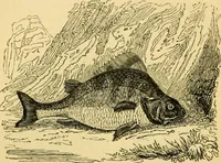An illustration from The field book : or, Sports and pastimes of the United kingdom ; compiled from the best authorities, ancient and modern (1833)