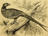 An illustration from The field book : or, Sports and pastimes of the United kingdom ; compiled from the best authorities, ancient and modern (1833)