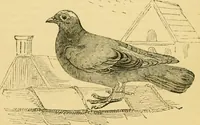 An illustration from The field book : or, Sports and pastimes of the United kingdom ; compiled from the best authorities, ancient and modern (1833)