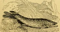 An illustration from The field book : or, Sports and pastimes of the United kingdom ; compiled from the best authorities, ancient and modern (1833)