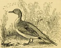 An illustration from The field book : or, Sports and pastimes of the United kingdom ; compiled from the best authorities, ancient and modern (1833)