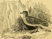 An illustration from The field book : or, Sports and pastimes of the United kingdom ; compiled from the best authorities, ancient and modern (1833)
