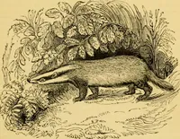 An illustration from The field book : or, Sports and pastimes of the United kingdom ; compiled from the best authorities, ancient and modern (1833)