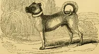 An illustration from The field book : or, Sports and pastimes of the United kingdom ; compiled from the best authorities, ancient and modern (1833)