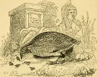An illustration from The field book : or, Sports and pastimes of the United kingdom ; compiled from the best authorities, ancient and modern (1833)