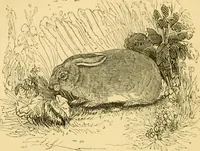 An illustration from The field book : or, Sports and pastimes of the United kingdom ; compiled from the best authorities, ancient and modern (1833)