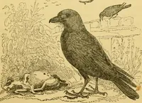 An illustration from The field book : or, Sports and pastimes of the United kingdom ; compiled from the best authorities, ancient and modern (1833)