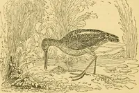 An illustration from The field book : or, Sports and pastimes of the United kingdom ; compiled from the best authorities, ancient and modern (1833)