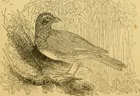 An illustration from The field book : or, Sports and pastimes of the United kingdom ; compiled from the best authorities, ancient and modern (1833)