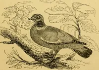 An illustration from The field book : or, Sports and pastimes of the United kingdom ; compiled from the best authorities, ancient and modern (1833)