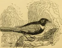 An illustration from The field book : or, Sports and pastimes of the United kingdom ; compiled from the best authorities, ancient and modern (1833)