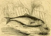 An illustration from The field book : or, Sports and pastimes of the United kingdom ; compiled from the best authorities, ancient and modern (1833)