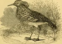 An illustration from The field book : or, Sports and pastimes of the United kingdom ; compiled from the best authorities, ancient and modern (1833)