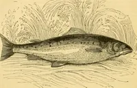 An illustration from The field book : or, Sports and pastimes of the United kingdom ; compiled from the best authorities, ancient and modern (1833)