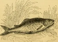 An illustration from The field book : or, Sports and pastimes of the United kingdom ; compiled from the best authorities, ancient and modern (1833)