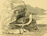 An illustration from The field book : or, Sports and pastimes of the United kingdom ; compiled from the best authorities, ancient and modern (1833)