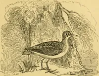 An illustration from The field book : or, Sports and pastimes of the United kingdom ; compiled from the best authorities, ancient and modern (1833)
