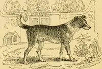 An illustration from The field book : or, Sports and pastimes of the United kingdom ; compiled from the best authorities, ancient and modern (1833)